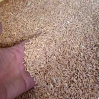 گندم دیم