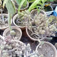 تعدادی گل بفروش میرسد