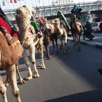 اجاره شتر قرچک باقرآباد قشلاق دوم
