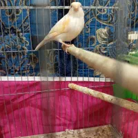 قناری|پرنده|برازجان, |دیوار
