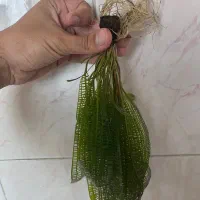 گیاه اکواریوم ماداگاسکار با پیاز