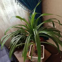 گل و گیاه زینتی و آپارتمانی