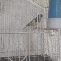 سهره با ۲عدد قناری جونه
