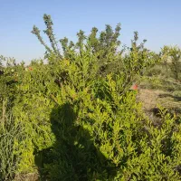 فروش زمین ۶۰۰۰ متری
