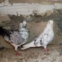 کفتر