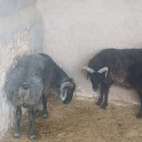 بره نر چاق