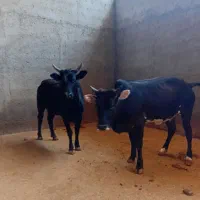 گوساله چاق