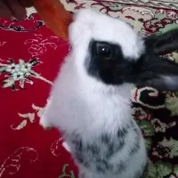 خرگوش