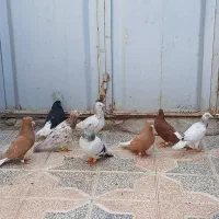 پرندگان