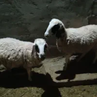 گوسفند، میش