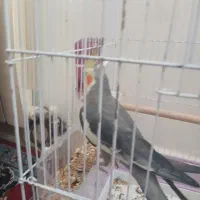 عروس اهلی