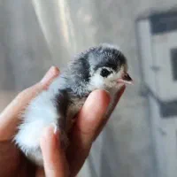 جوجه مرغ برهما و جوجه های درهم فروش حتی یک عدد
