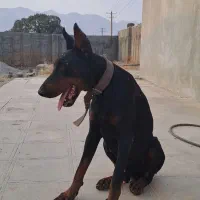 واگذاری سگ دوبرمن