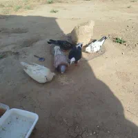 کفتر