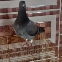 کبوتر