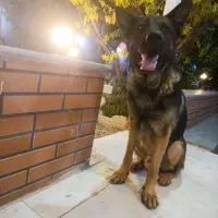 سگ ژرمن