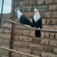 ۳تاپرنده میپرونم تحویل میدم