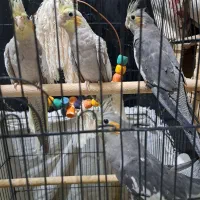 فروش جوجه عروس هلندی