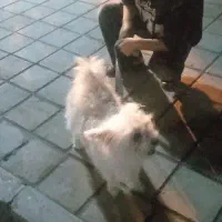 سگ بازی گوش