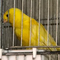 قناری رسمی(تعداد)