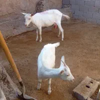بز سانن تا حالا دوتا بزغاله اورد جوان سرحال تمیز