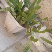 گل کاکتوس|گل و گیاه طبیعی|شاهدشهر, |دیوار