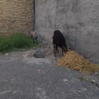 بز با دو عدد بز غاله شکم اول