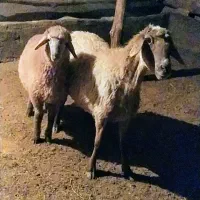 میش جوان با بره نر ، فروشـی