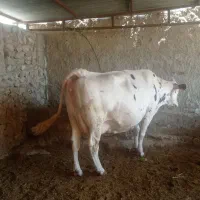 گاو آبستن