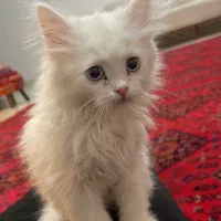 بچه گربه ماده