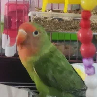 طوطی