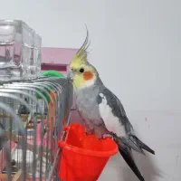 یه جفت عروس هلندی بالغ