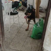 سگ دوبرمن نر