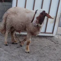 قوچ سنجابی