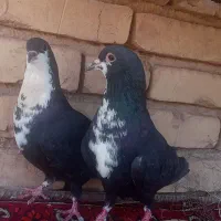 جفت سیندق