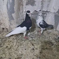 کبوتر پلاکی شهری بهبانی