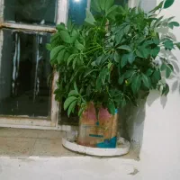 گل قزوانی