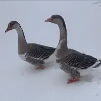 غاز