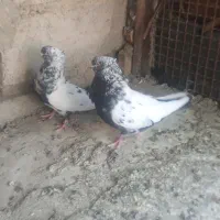 دو جفت کفتر کاکلی