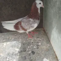 کفتر