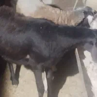 گوسفند بره نر