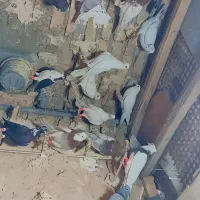 دورگ|پرنده|مشهد, تبادکان|دیوار