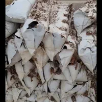 خرید گروبک توت فرنگی . بستر توت فرنگی