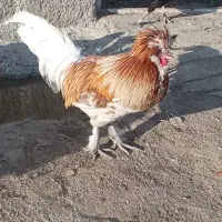 جوجه