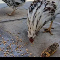 مرغ تخم گذار