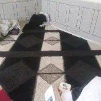 گلیم فرش ۹متری