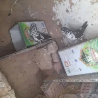 کفتر نر ماده