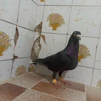 کفتر یا کبوتر کلاغ نر