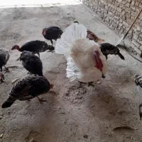 بوقلمون نروماده