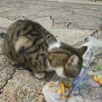 گربه مفقودی